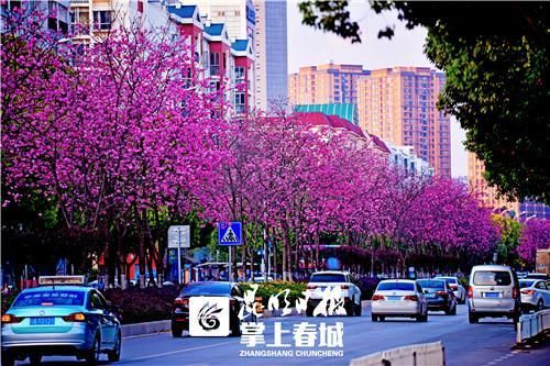 云南樱花售价