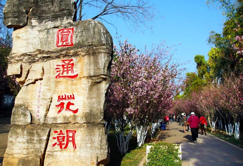 云南樱花售价