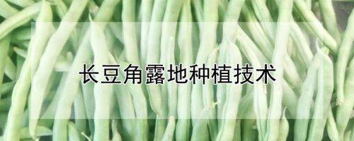 长豆角种植技术