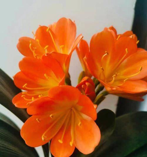 君子兰种子种植方法