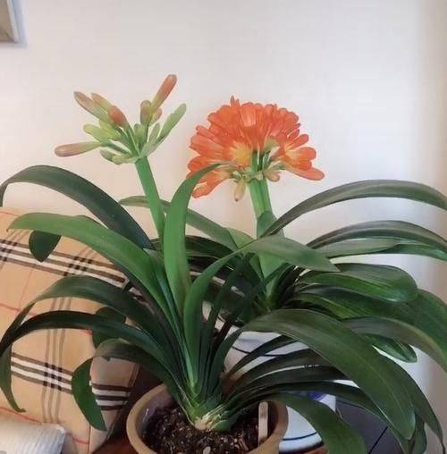 君子兰种子种植方法