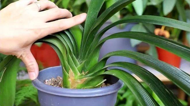 君子兰种子种植方法