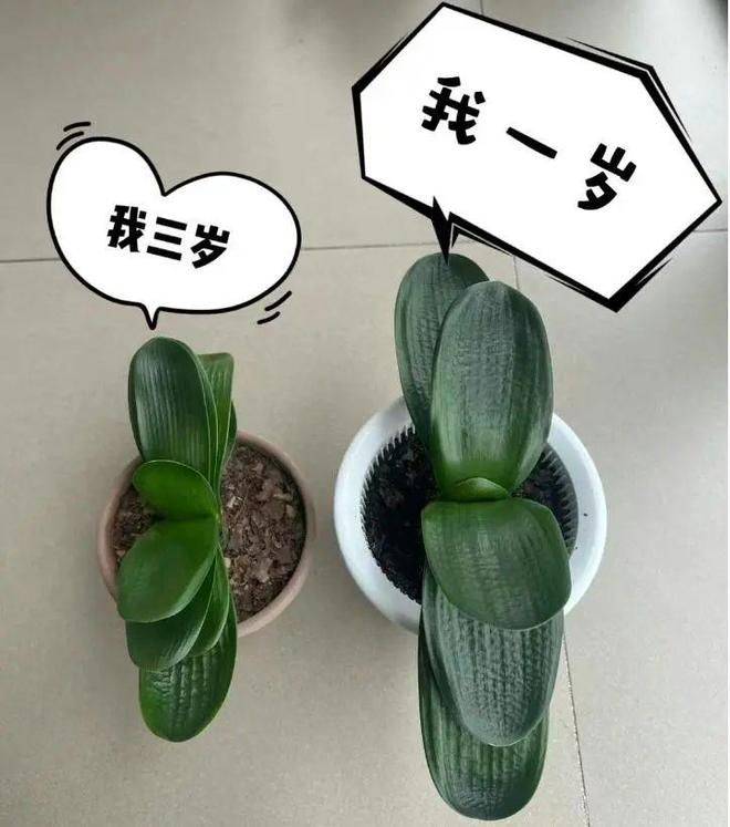 君子兰种子种植方法