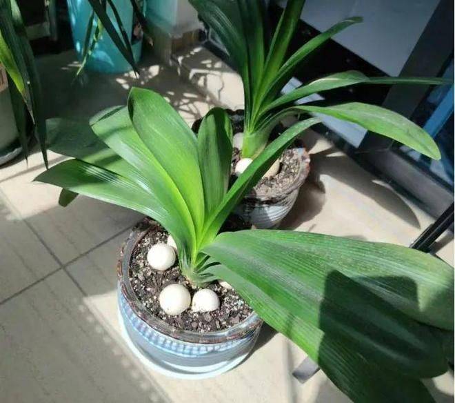 君子兰种子种植方法