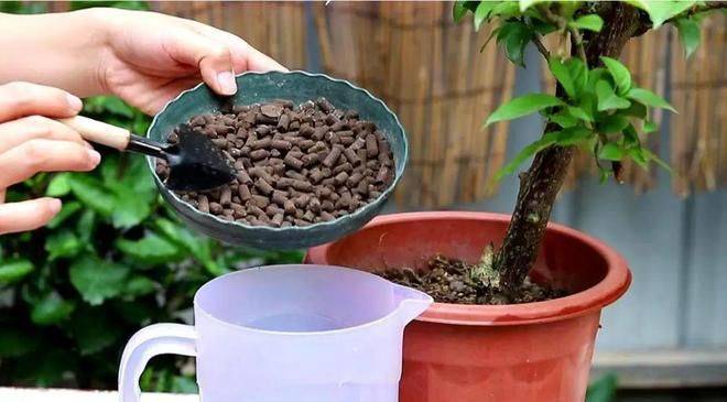 君子兰种子种植方法