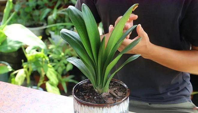 君子兰种子种植方法