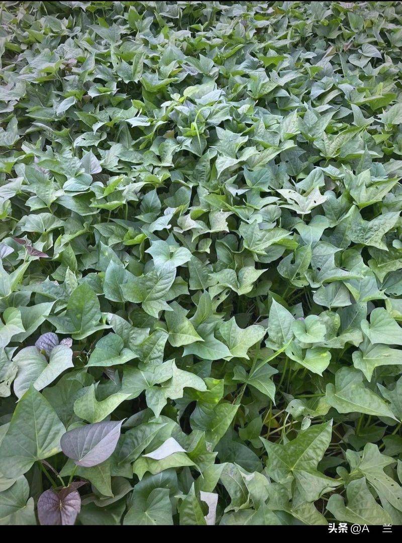 Potato growing techniques