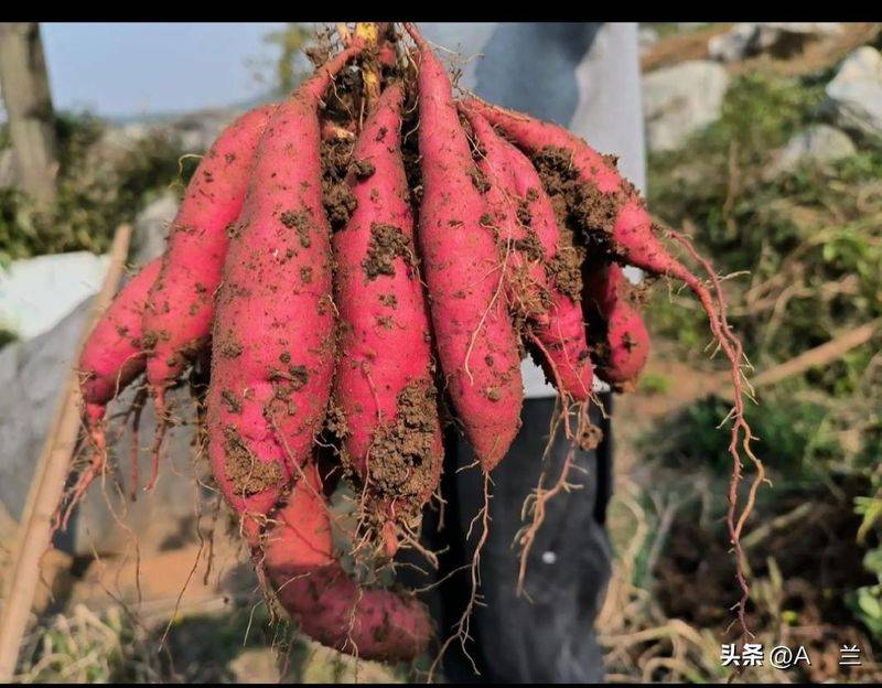 Potato growing techniques
