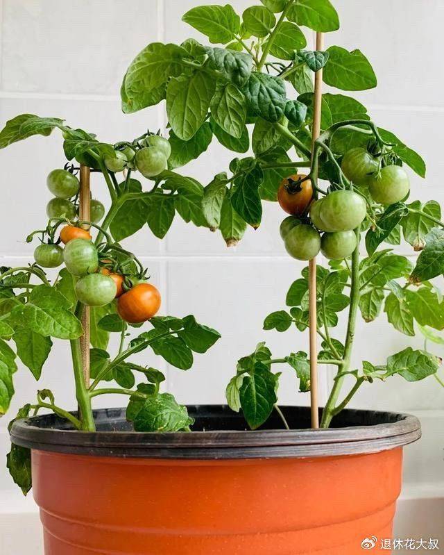 How to grow vegetables on the balcony