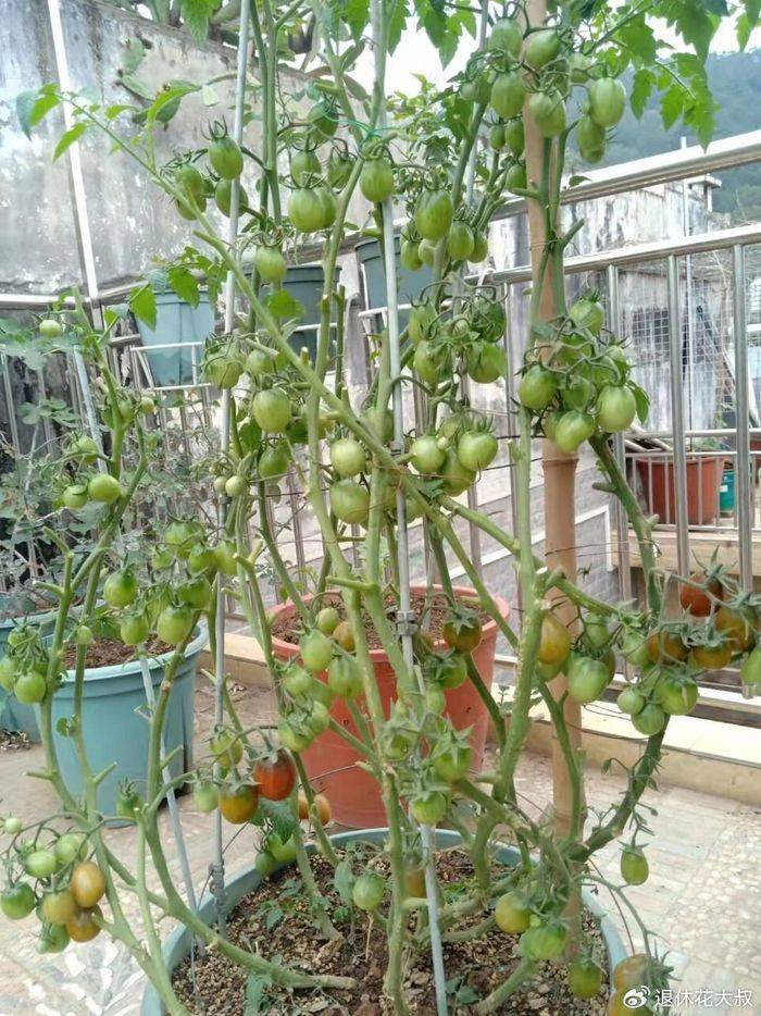 How to grow vegetables on the balcony