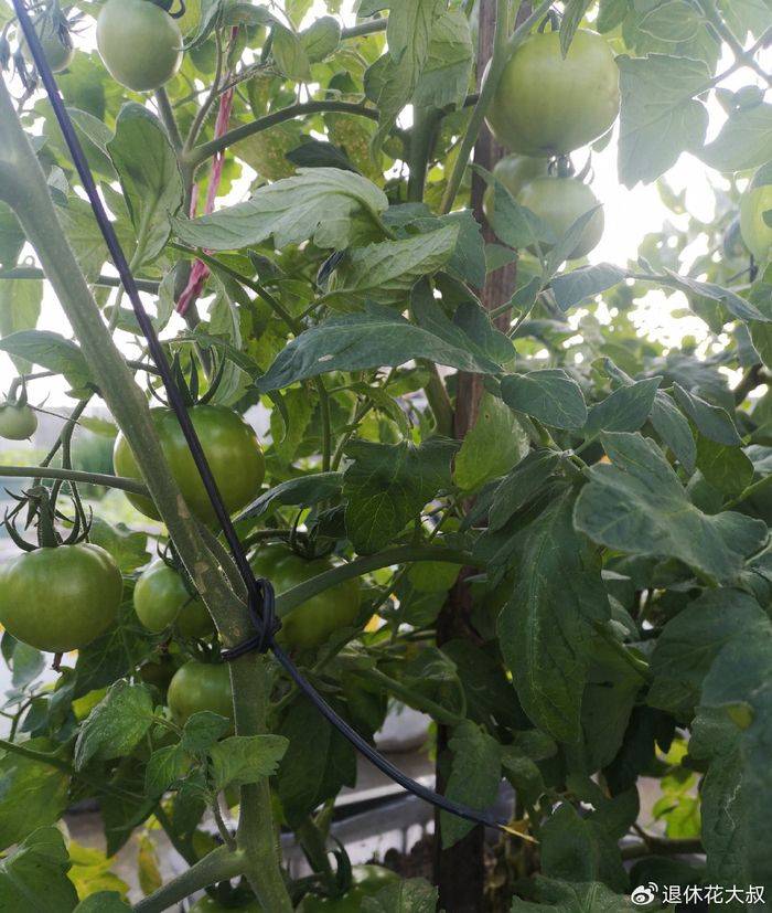 How to grow vegetables on the balcony