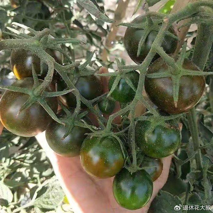 How to grow vegetables on the balcony