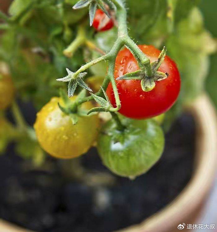 How to grow vegetables on the balcony