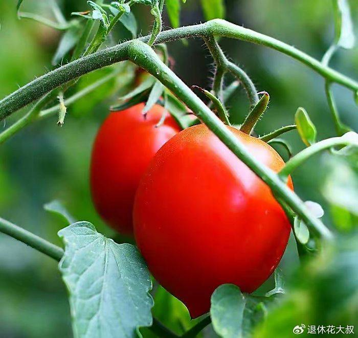How to grow vegetables on the balcony