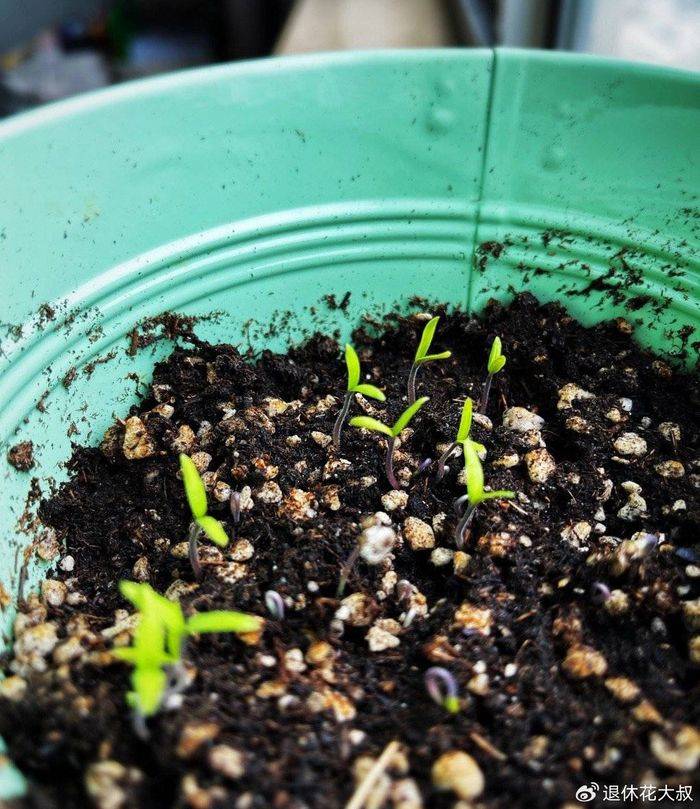 How to grow vegetables on the balcony