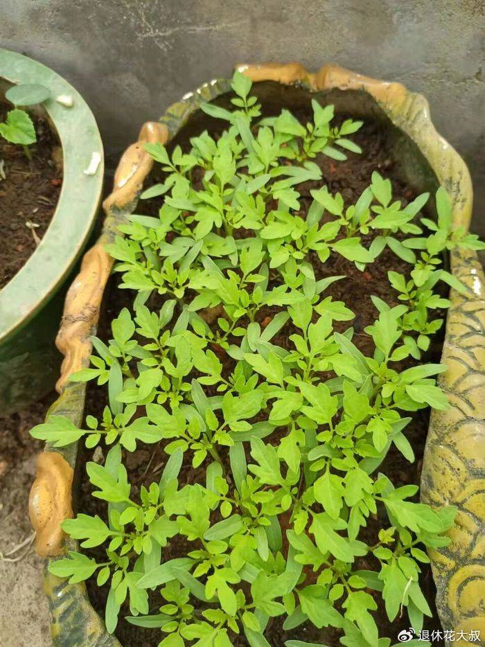 How to grow vegetables on the balcony
