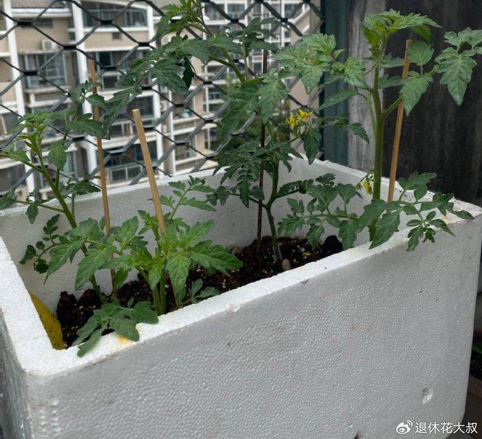 How to grow vegetables on the balcony