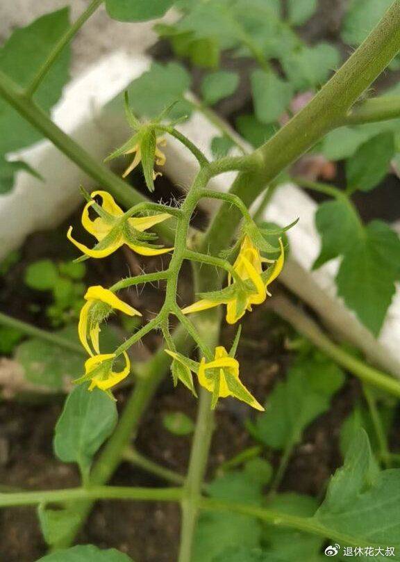 How to grow vegetables on the balcony