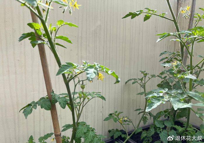 How to grow vegetables on the balcony