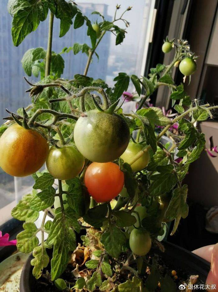 How to grow vegetables on the balcony