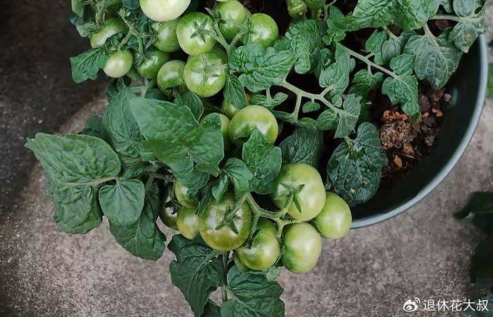How to grow vegetables on the balcony