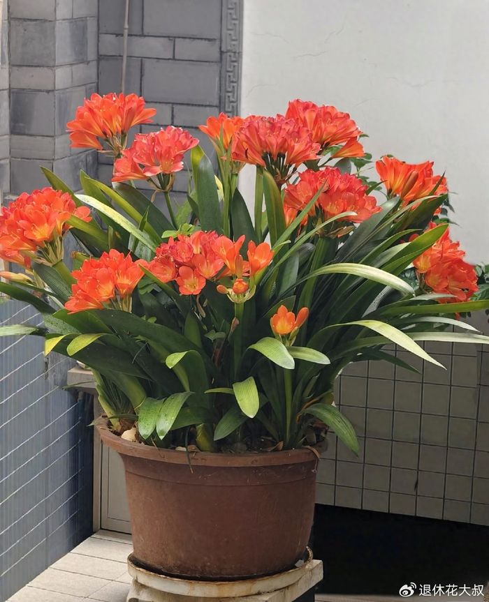 君子兰种子种植方法