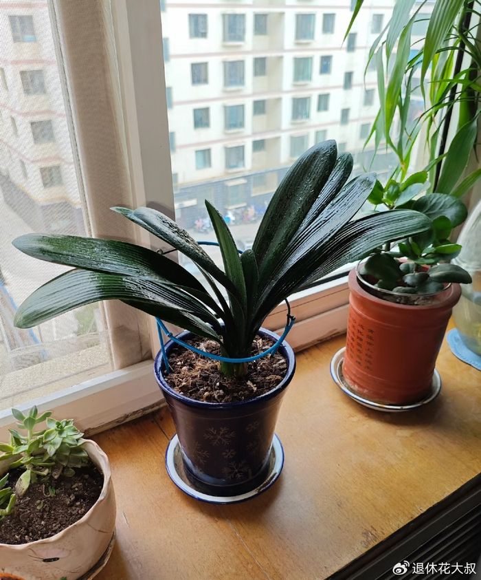 君子兰种子种植方法