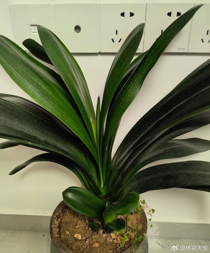 君子兰种子种植方法
