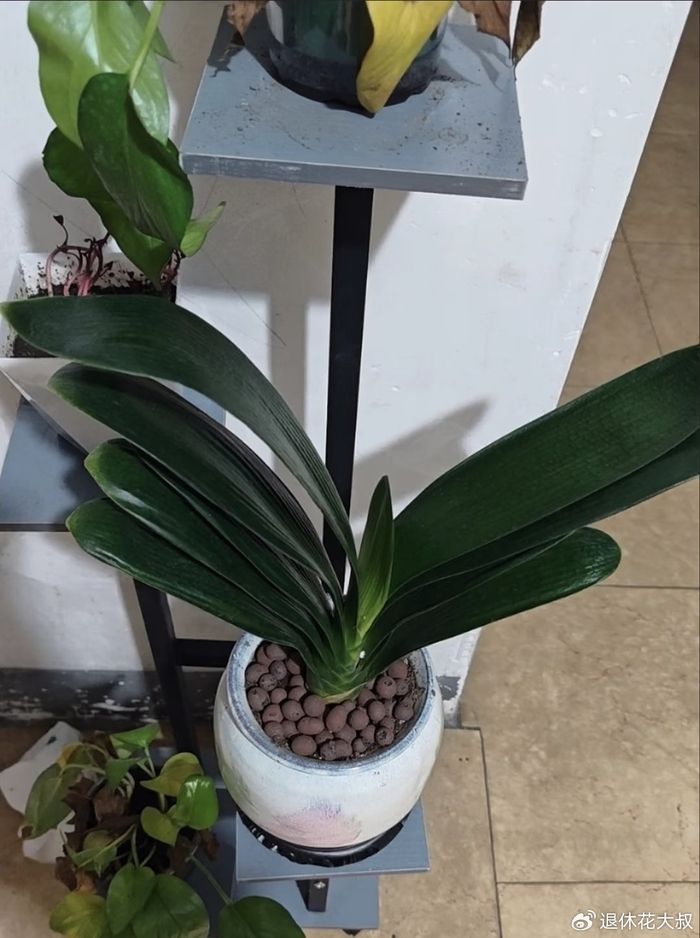 君子兰种子种植方法