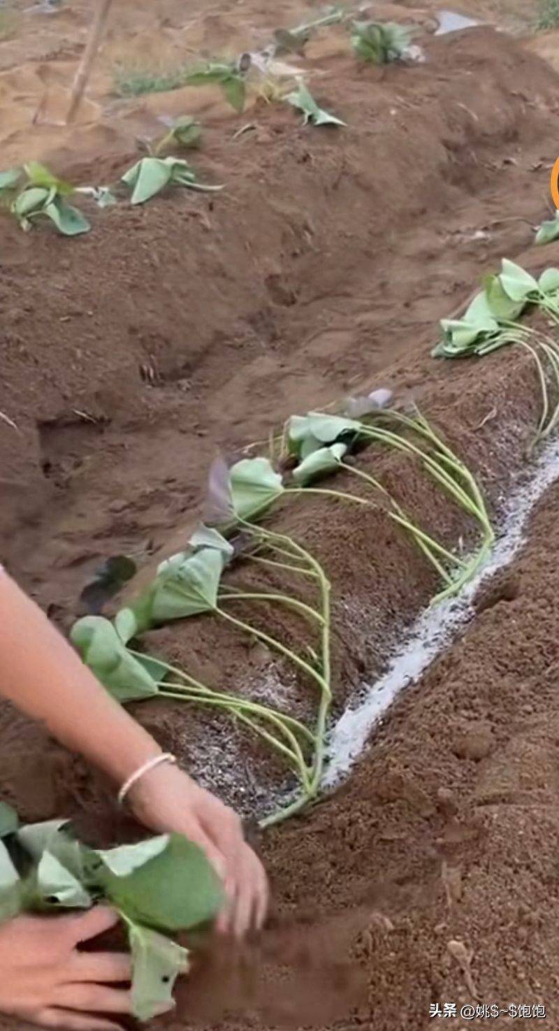 Potato growing techniques