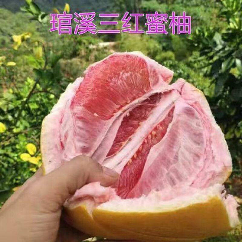 果树苗木种植蜜柚苗新品种