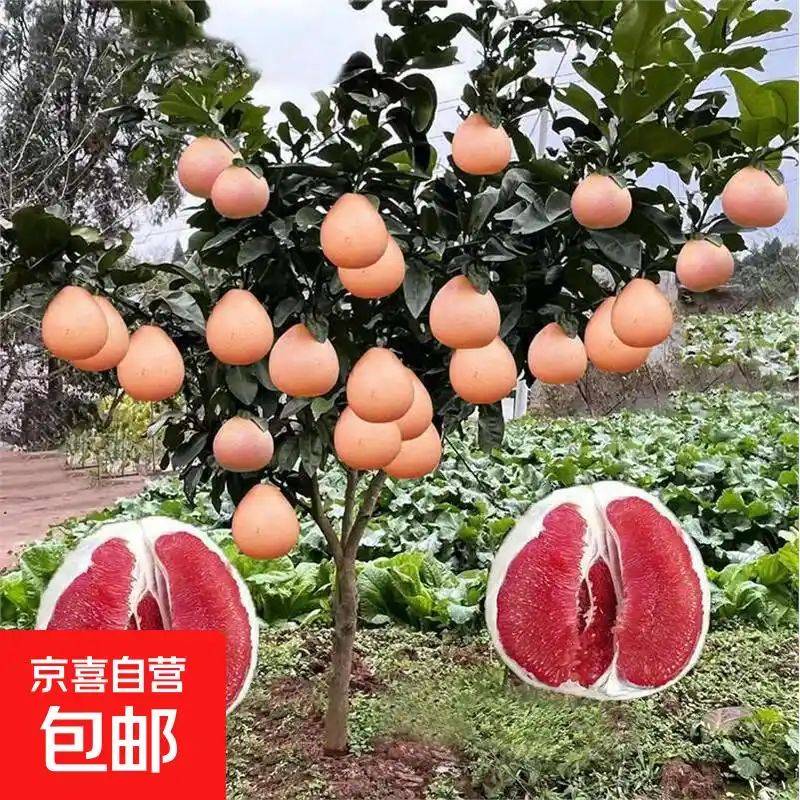 果树苗木种植蜜柚苗新品种