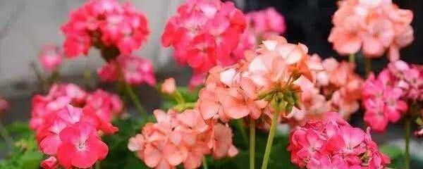自己天竺葵种子种植方法