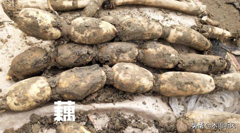 莲藕种植技术套养泥鳅