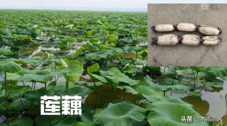 莲藕种植技术套养泥鳅