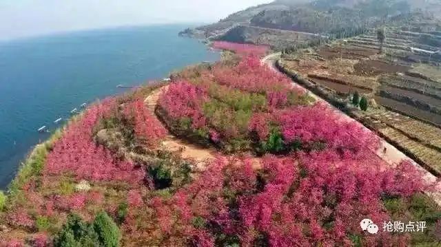云南樱花售价