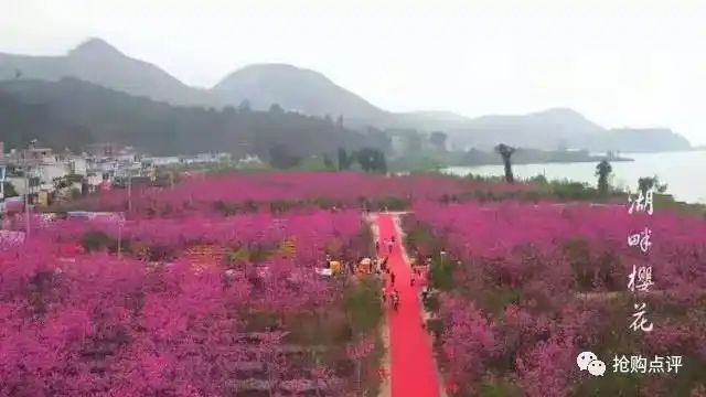云南樱花售价