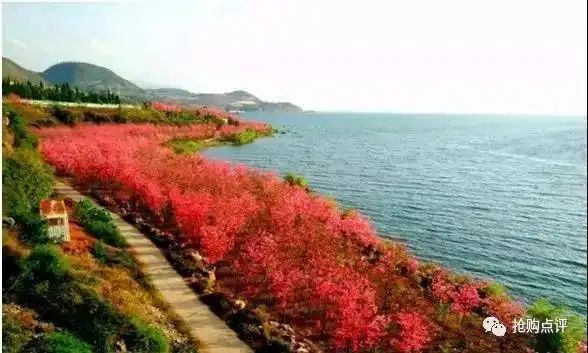 云南樱花售价