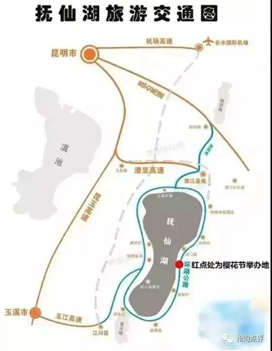 云南樱花售价