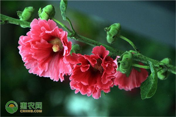 蜀葵种子的种植方法