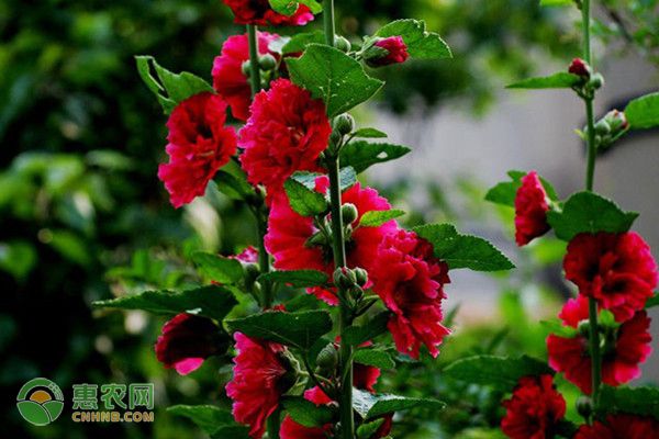 蜀葵种子的种植方法
