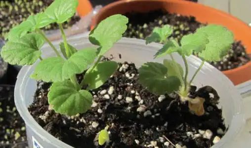 自己天竺葵种子种植方法