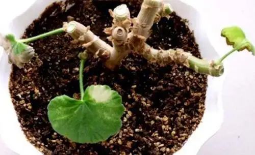 自己天竺葵种子种植方法