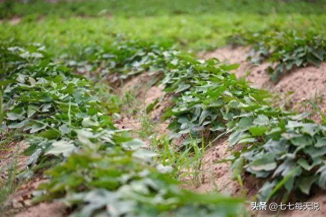 Potato growing techniques