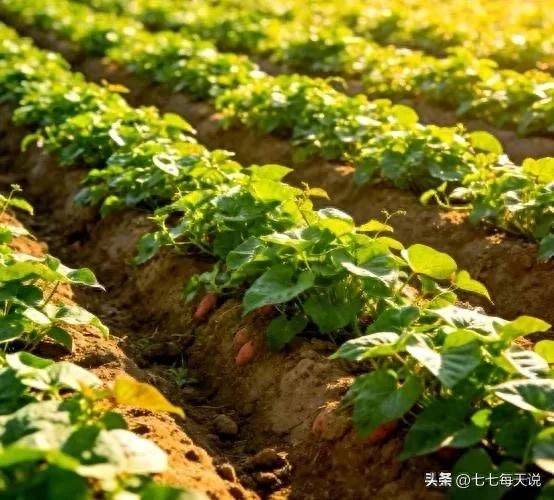Potato growing techniques