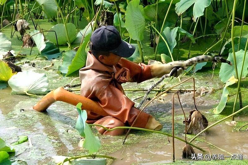莲藕种植技术套养泥鳅