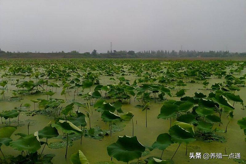 莲藕种植技术套养泥鳅