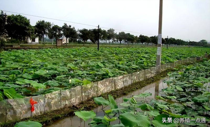 莲藕种植技术套养泥鳅