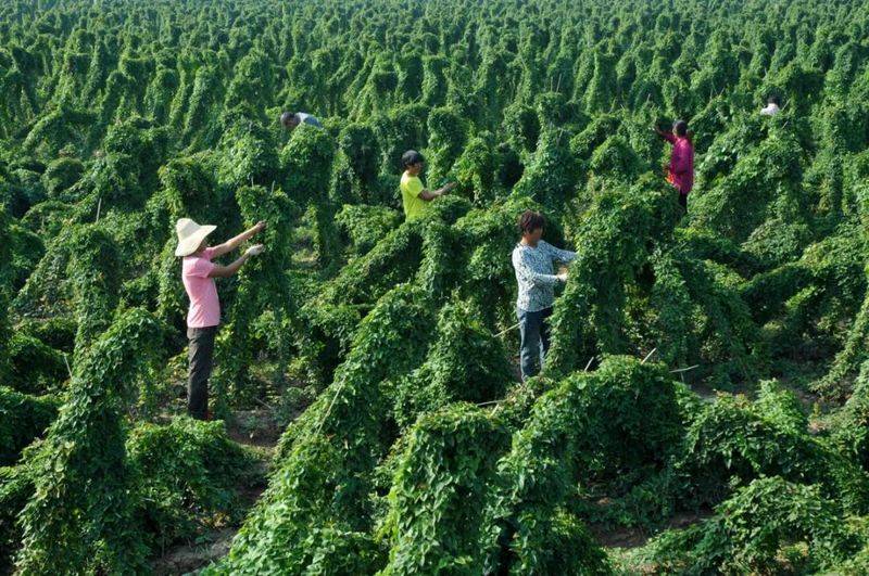 铁棍山药的种植技术