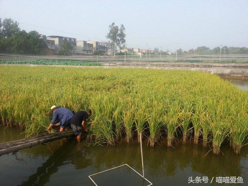 莲藕种植技术套养泥鳅